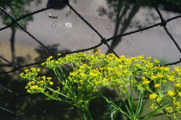 1.野生的黄蜂采用指已提到的人飞行.野生的蜜蜂得到花蜜,向小茴香花