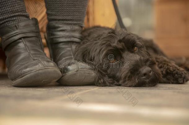 黑的cockerspaniel-poodlemix-breeddog一种英国的小猎<strong>犬</strong>-混种<strong>狮子</strong>狗静止的在旁边物主脚