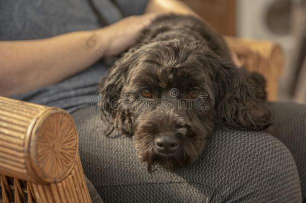 黑的cockerspaniel-poodlemix-breeddog一种英国的小猎<strong>犬</strong>-混种<strong>狮子</strong>狗小狗产卵数向物主折叠