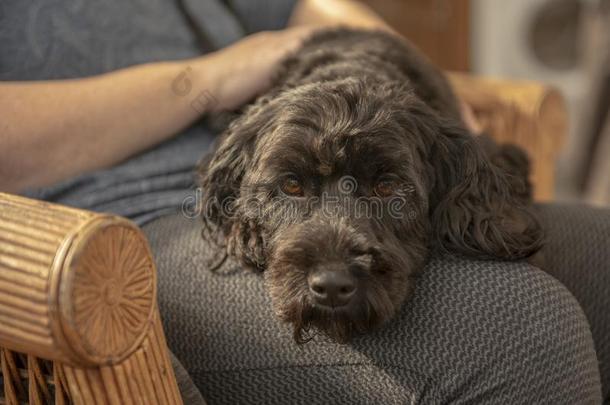 黑的cockerspaniel-poodlemix-breeddog一种<strong>英国</strong>的小猎犬-混种狮子狗小狗产卵数向物主<strong>折叠</strong>