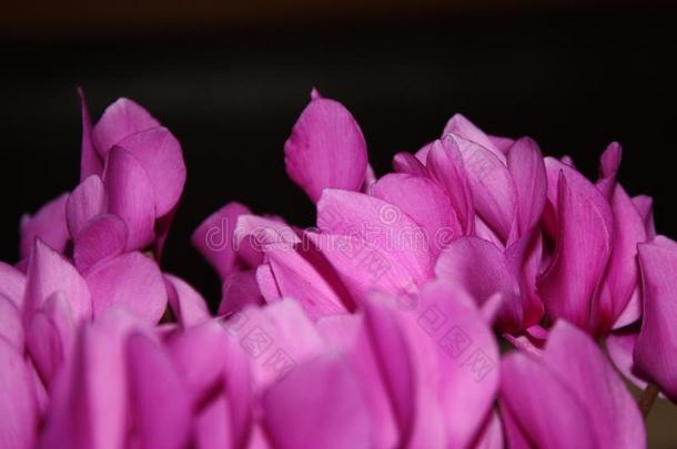 特写镜头花关于粉红色的樱草属植物