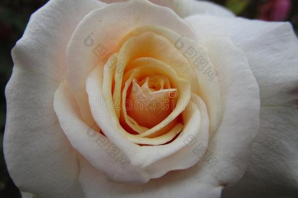 可爱的白色的-黄色的夏玫瑰在<strong>女王伊丽莎白</strong>公园花园
