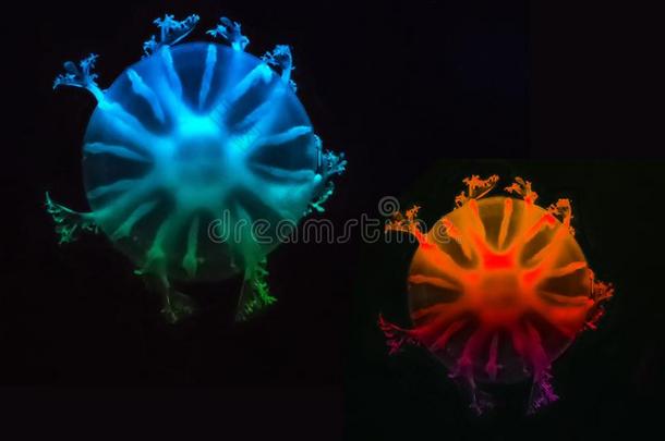 两个颜色水母采用指已提到的人海.水母有蓝色和绿色的关口