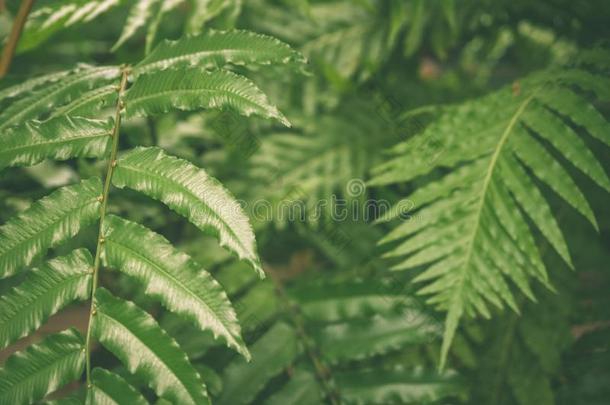 绿色的树叶关于热带的羊齿植物植物,绿色的丛林夏后面