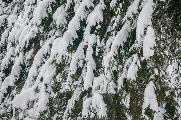 安静的天阴的早晨采用下雪的森林.Th采用树枝关于人名