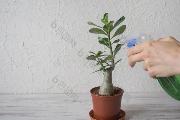 喷雾室内植物和一spr一y瓶子.