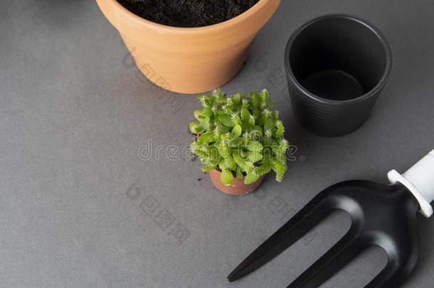 春季园艺.种植室内的植物.多汁的,仙人掌植物