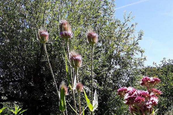 野生的起绒草算盘全纳姆大钉似的夏花.