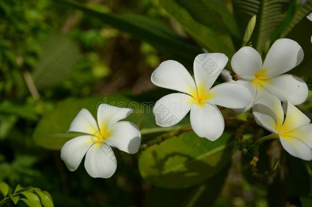 白色的鸡蛋花花采用他们的树