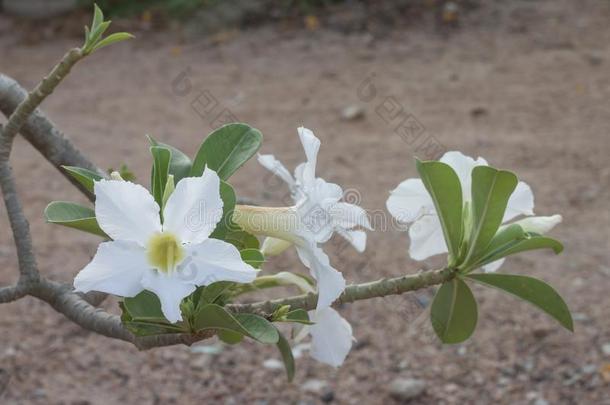 新鲜的白色的沙漠玫瑰,愚弄杜鹃花,<strong>粉红花</strong>属或黑斑羚小的