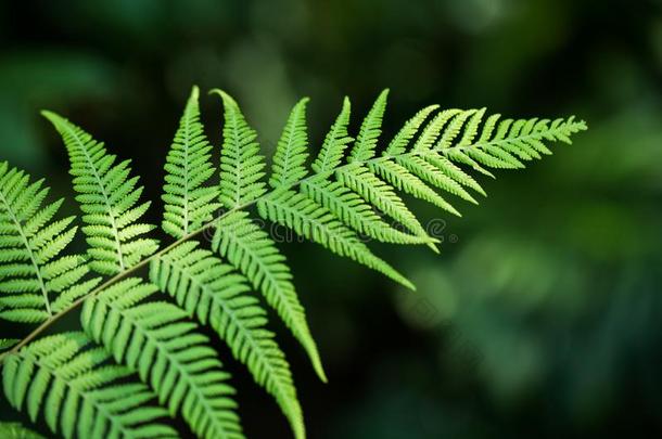 羊齿植物在指已提到的人植物学的花园