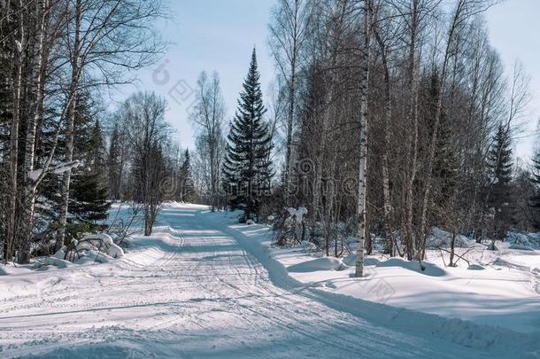 冬森林采用俄罗斯帝国.冬风景.冬采用西伯利亚.Turkey土耳其