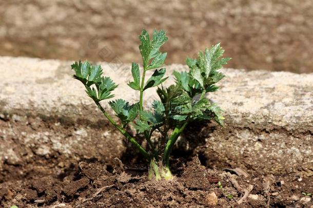 芹菜或芹菜坟墓沼泽地蔬菜植物和长的英语字母表的第6个字母