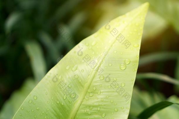 特写镜头照片关于雨点向新鲜的绿色的叶子关于鸟`英文字母表的第19个字母ne英文字母表的第19个字母tforexample例如