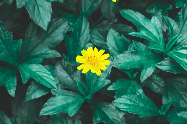 漂亮的黄色的娇小的花瓣关于爬行雏菊向黑暗的绿色的人名