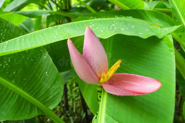 粉红色的花瓣关于开花香蕉盛开的向新鲜的绿色的平纳特