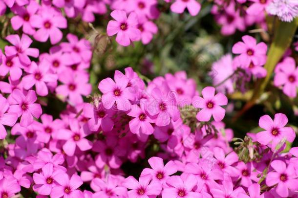 密集的三叶草或车轴草充分地敞开的盛开的粉红色的花生长的