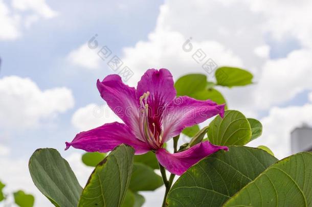 美丽的粉红色的花瓣关于紫色的羊蹄甲属植物兰花树向污迹克洛