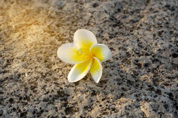 白色的和黄色的花瓣关于梅花盛开的在下面阳光向英语字母表的第7个字母