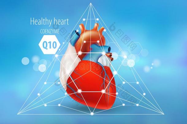 辅酶英语字母表的第17个字母10.健康的心