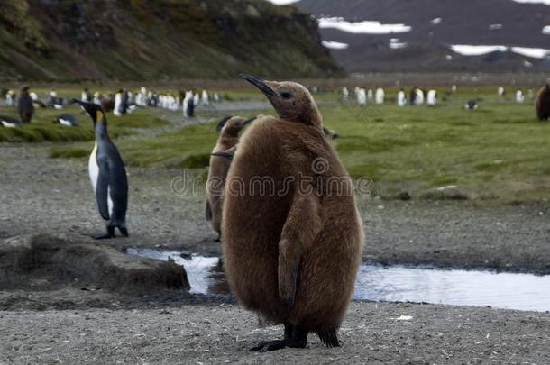 棕色的松软的少年的国王企鹅和殖民地采用背景