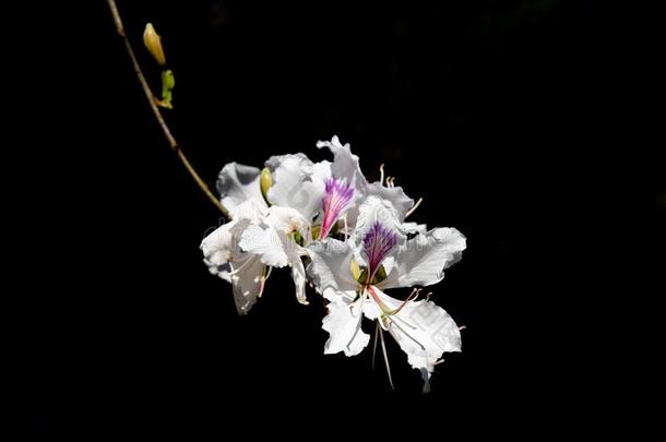 白色的羊蹄甲属植物杂色花使隔离向黑的背景