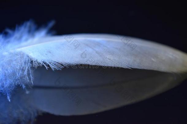 白色的羽毛向反射的黑的表面点火在旁边明亮的蓝色闲逛