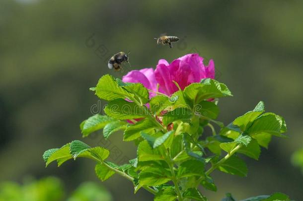 犯错误蜜蜂越过玫瑰花