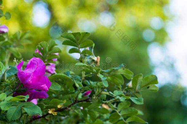 碎片关于一葱翠的玫瑰果灌木,丰富地布满颗粒和粉红色的流动