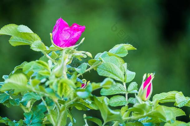碎片关于一葱翠的玫瑰果灌木,丰富地布满颗粒和粉红色的流动