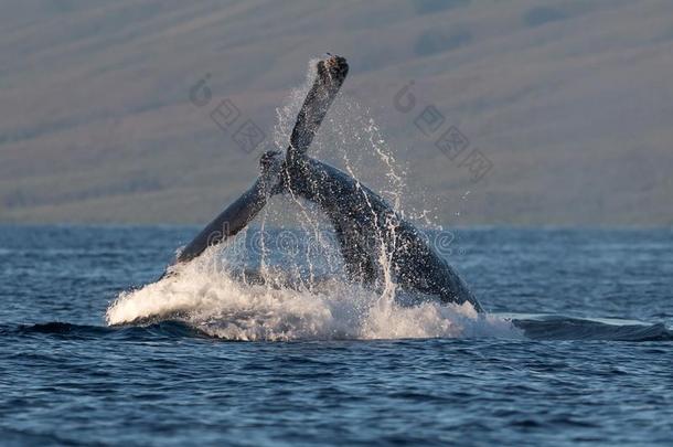 驼背鲸花梗投掷在近处拉<strong>海纳</strong>采用美国夏威夷州.