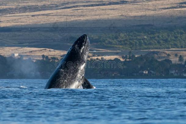 驼背鲸上端突然刺在近处拉<strong>海纳</strong>采用美国夏威夷州.