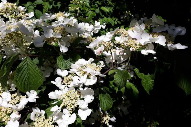 美丽的花关于荚莲属的植物皱襞`Mariesii`,婚礼蛋糕