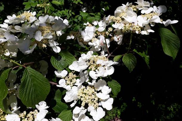 美丽的花关于荚莲属的植物皱襞`Mariesii和Mariesii`,婚礼蛋糕