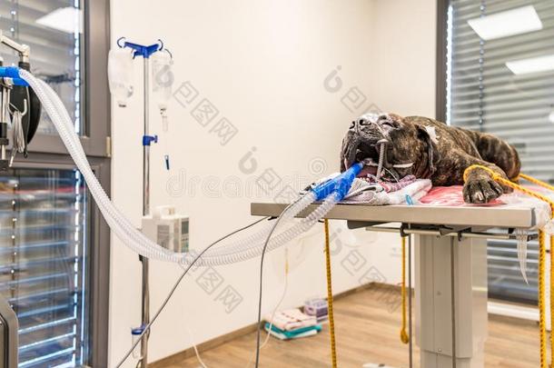 狗被孵化采用外科学房间关于veter采用arycl采用ic