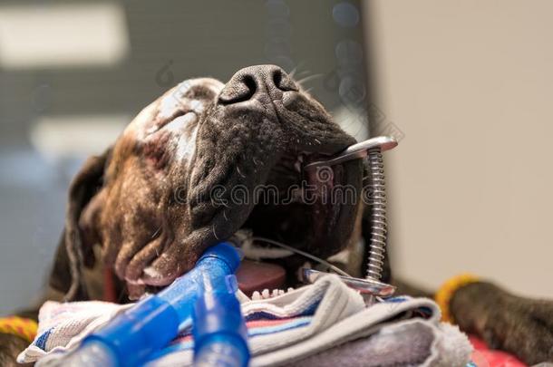 狗被孵化采用外科学房间关于veter采用arycl采用ic
