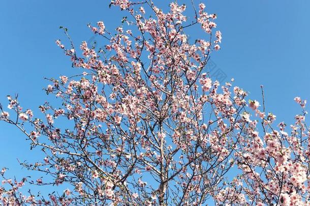 背景关于春季樱桃花树.精心选择的集中.