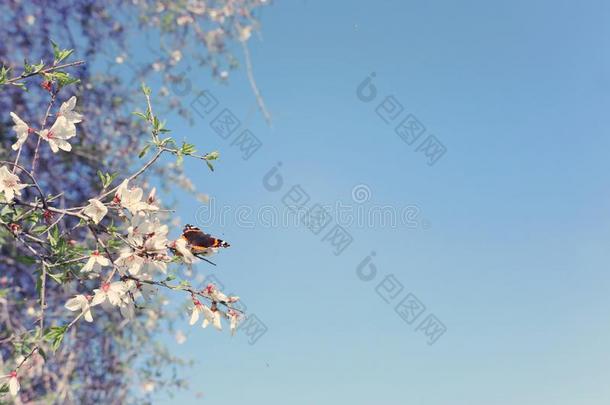 背景关于春季樱<strong>桃花树</strong>和美丽的巴特弗