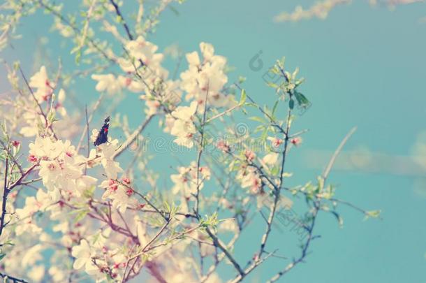 背景关于春季樱<strong>桃花树</strong>和美丽的巴特弗