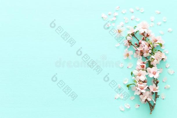 照片关于春季白色的樱<strong>桃花树</strong>向彩色粉笔薄荷木制的