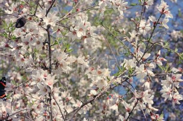 背景关于春季樱桃花树和美丽的巴特弗