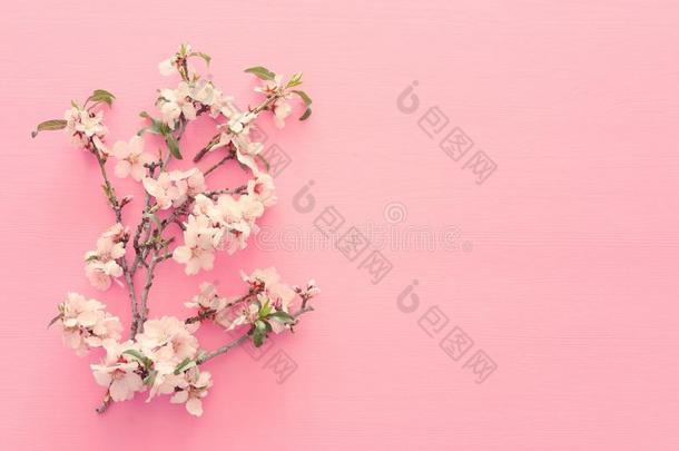 照片关于春季白色的樱<strong>桃花树</strong>向彩色粉笔粉红色的木制的