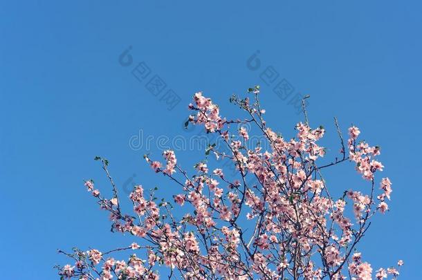 背景关于春季樱桃花树.精心选择的集中.