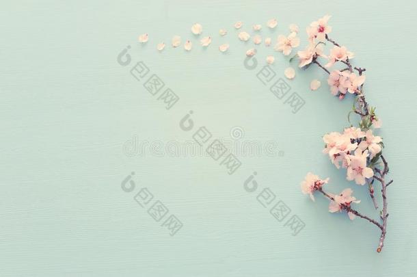 照片关于春季白色的樱桃花树向彩色粉笔蓝色木制的
