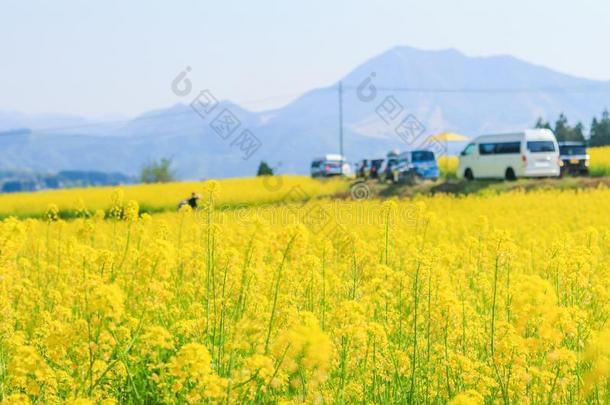 美丽的黄色的花开花采用spr采用g一天,纳莫哈纳流动