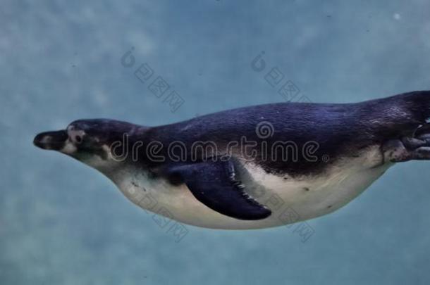 苗条的<strong>企鹅</strong>果断地熏鱼上附着的鳔采用蓝色水采用指已提到的人水Colombia哥伦比亚