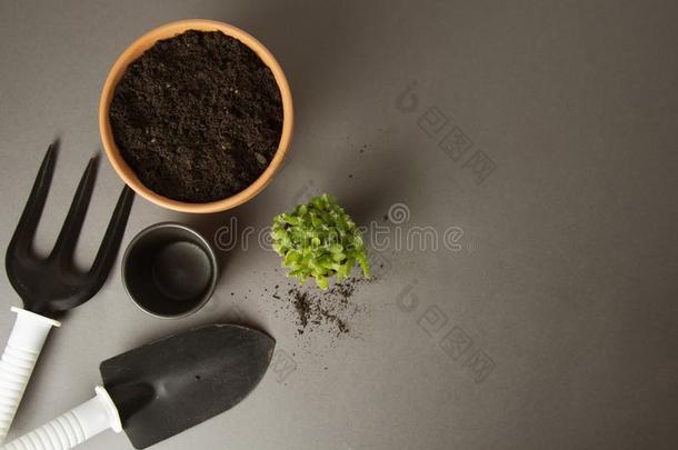 春季园艺.种植室内的植物.多汁的,仙人掌植物