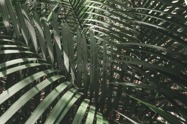 热带的手掌树叶采用丛林背景和壁纸
