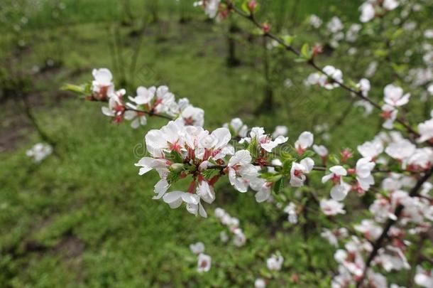 花关于蔷薇科树托门托萨和白色的花瓣和猩红色萼片