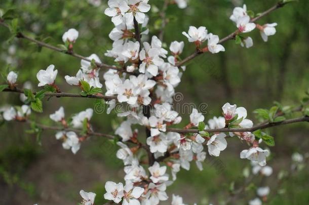 许多白色的花关于蔷薇科<strong>树</strong>托门托萨